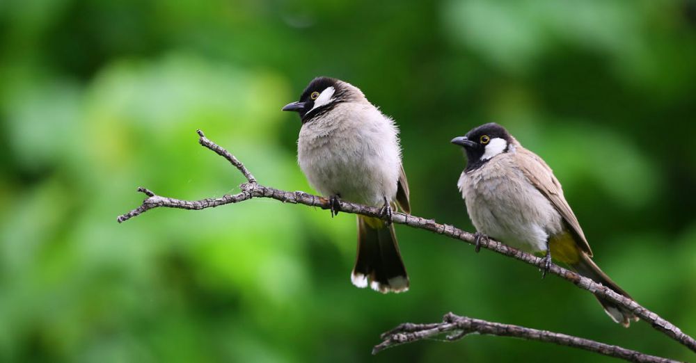 Birds - Two White-Eared Bulbuls perched on a branch against a lush green background.