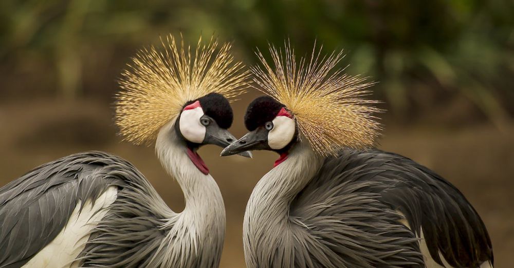 Birds - A close-up of two grey crowned cranes displaying elegant plumage in a natural setting.