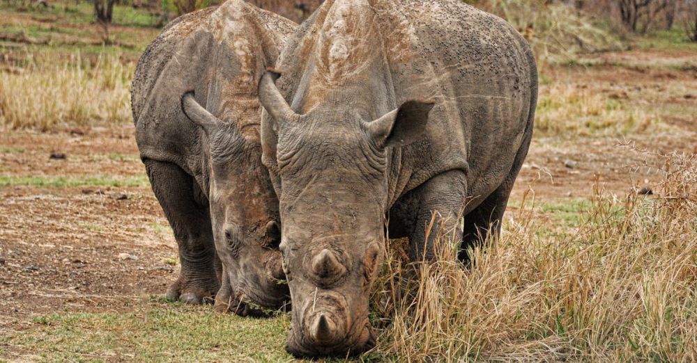 Conservation - Two rhinoceroses grazing in a natural wildlife reserve, showcasing conservation efforts.