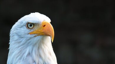 Eagles - Majestic bald eagle with striking eyes and beak in natural light