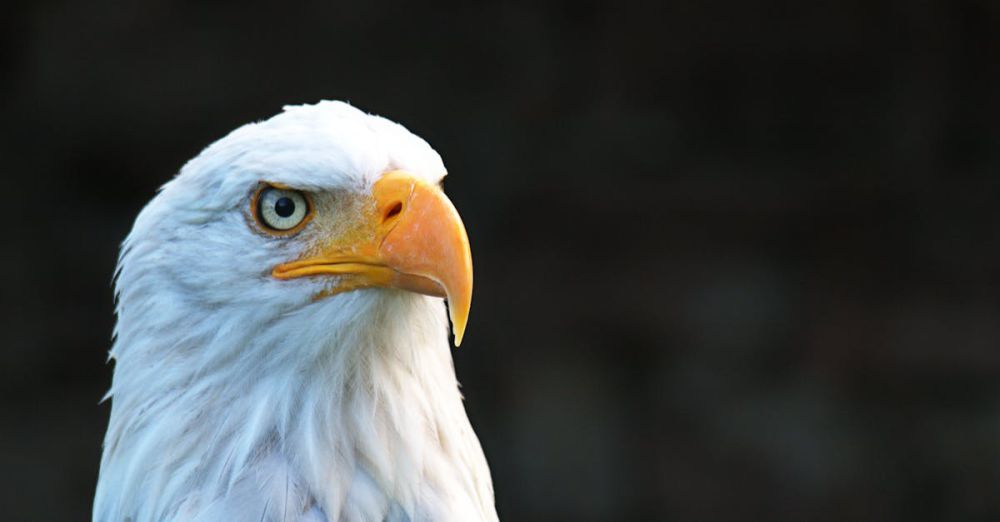 Eagles - Majestic bald eagle with striking eyes and beak in natural light