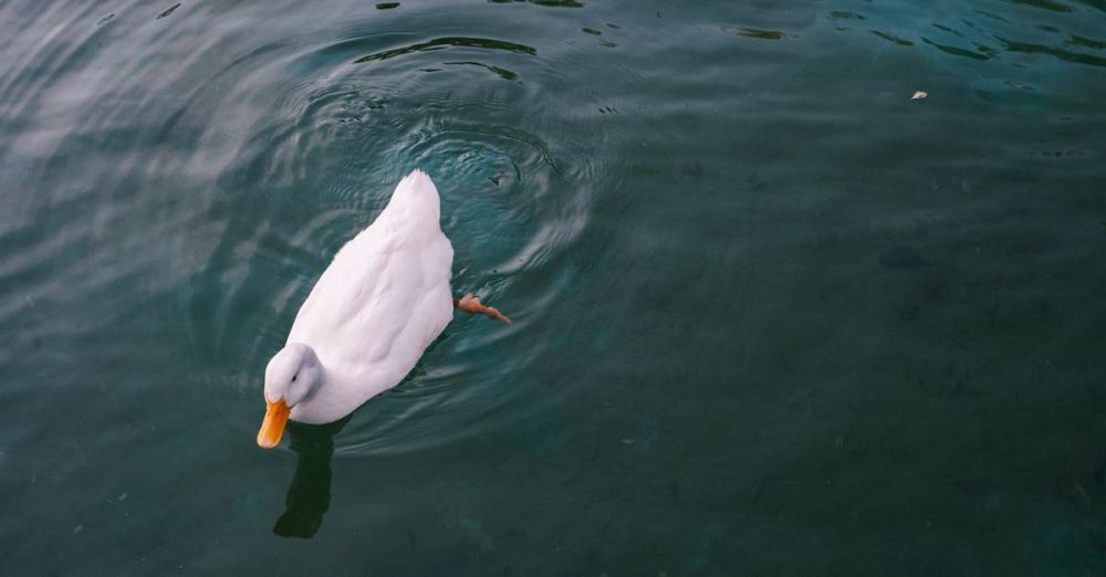 Waterfowl - A serene image of a white duck gliding across calm waters in Istanbul, Turkey.