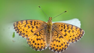 Species - Free stock photo of behavior, boloria titania, breeding