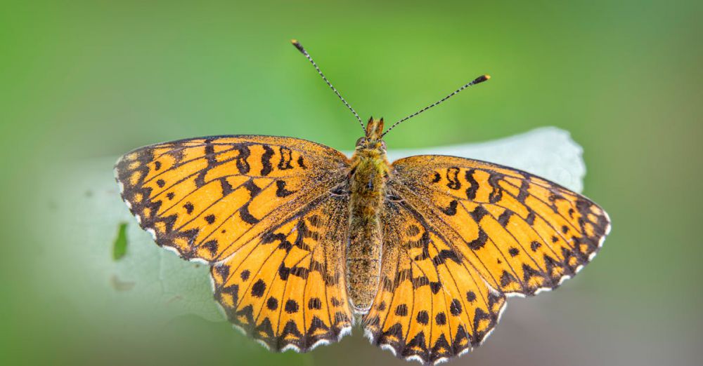 Species - Free stock photo of behavior, boloria titania, breeding