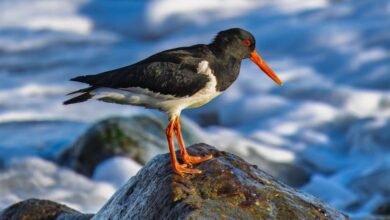 Species - Close-up of an oystercatcher on coastal rocks with waves in the background.