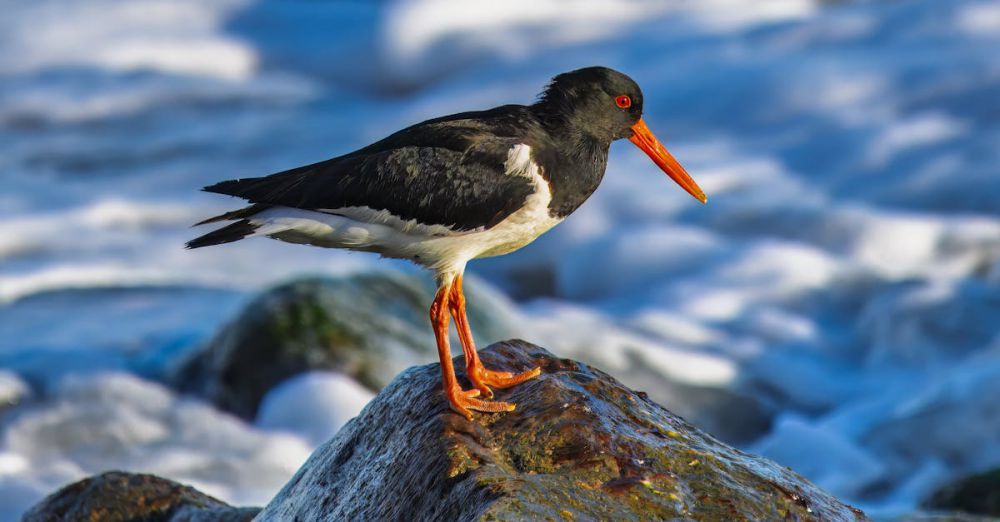 Species - Close-up of an oystercatcher on coastal rocks with waves in the background.