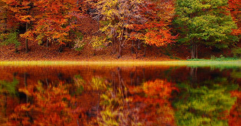 Seasons - Stunning autumn forest with colorful foliage reflecting on a serene lake under a clear sky.