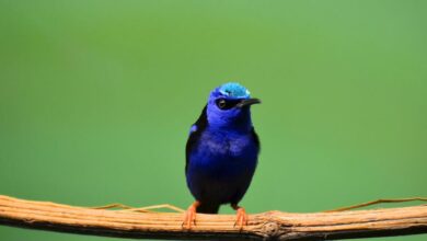 Songbirds - A stunning blue songbird perched on a branch against a lush green background.