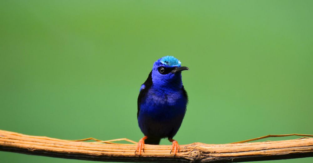 Songbirds - A stunning blue songbird perched on a branch against a lush green background.