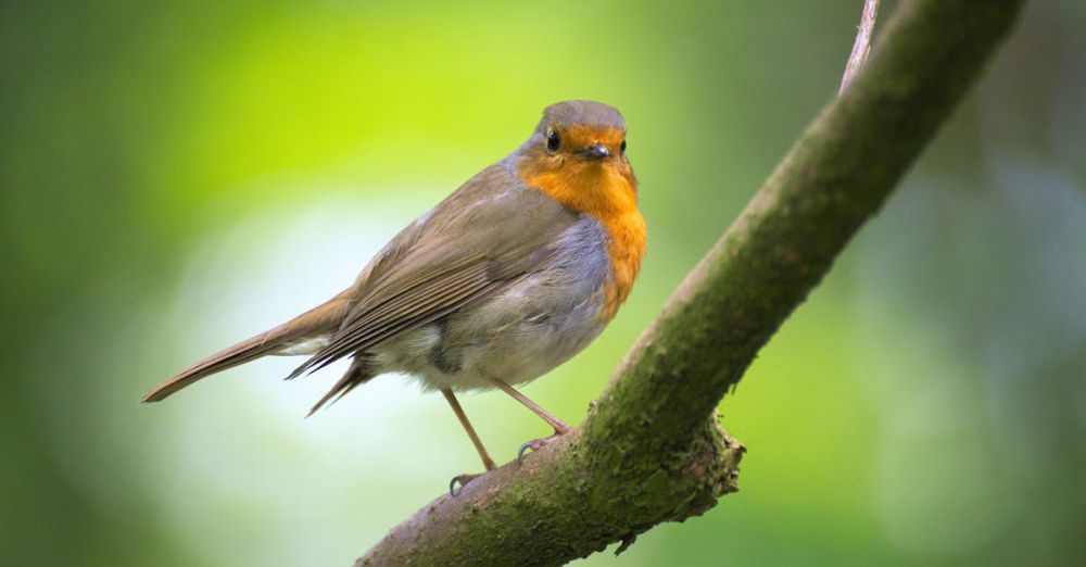 Birds - A detailed view of a robin perched on a branch in a lush garden setting.