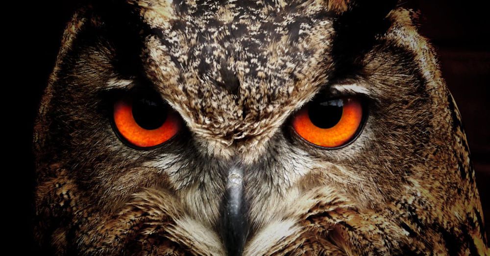 Owls - Intense close-up of an owl showcasing its vibrant orange eyes and detailed feathers.