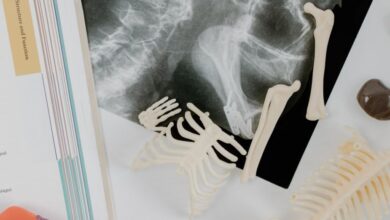 Science Kits - Anatomy study materials including skeletal models and an X-ray film laid out for educational purposes.