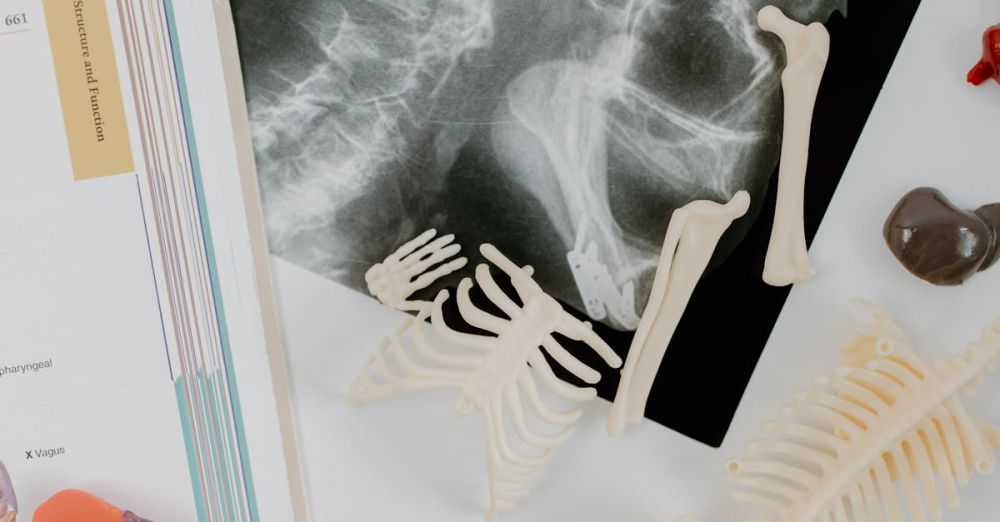 Science Kits - Anatomy study materials including skeletal models and an X-ray film laid out for educational purposes.