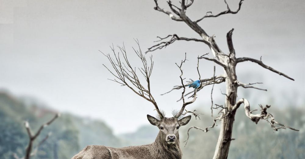 Wildlife - A powerful stag with antlers stands amidst a foggy forest, exuding natural beauty and wildness.