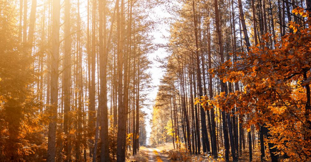 Trails - Sunlit forest path in autumn with tall trees and vibrant foliage.