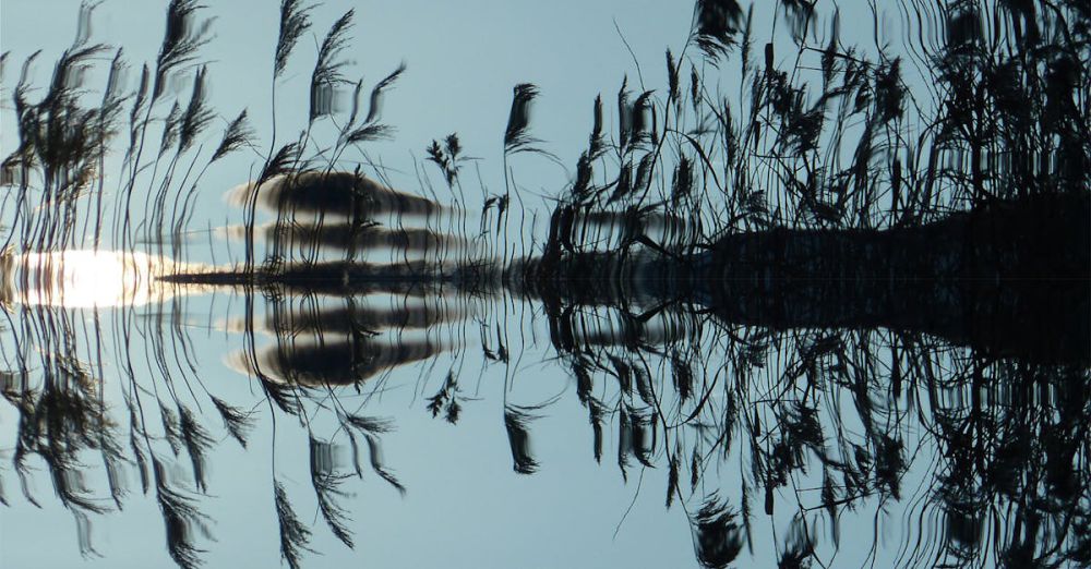 Waters - Peaceful reflection of reeds on a calm pond at sunset, showcasing nature's tranquility.