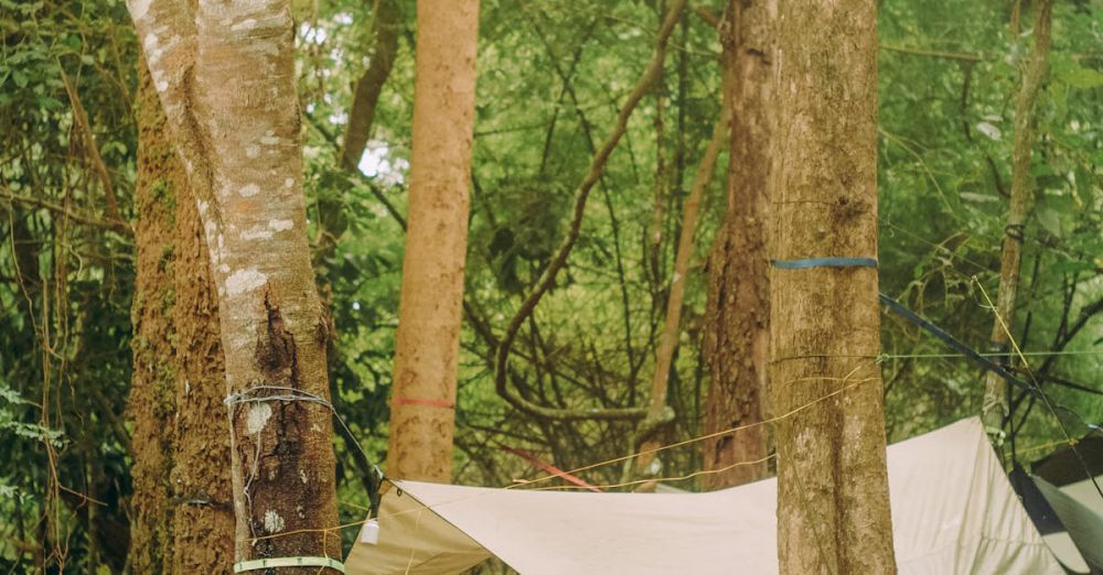 Campgrounds - Hammocks suspended between trees in a tranquil summer forest, ideal for camping.