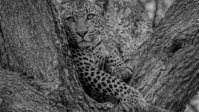 Spots - leopard on a tree