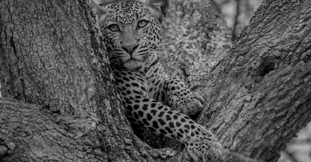 Spots - leopard on a tree