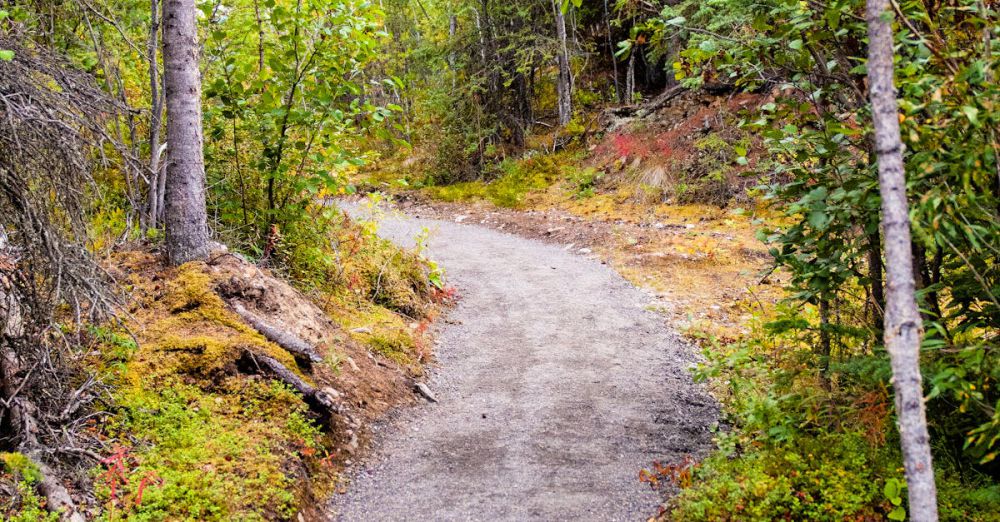 Trails - Tranquil forest pathway in Healy, Alaska, offering a serene outdoor experience.