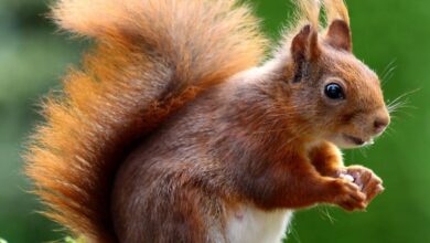 Wildlife - Close-up of a charming red squirrel in natural habitat, showcasing its vibrant fur and curious expression.