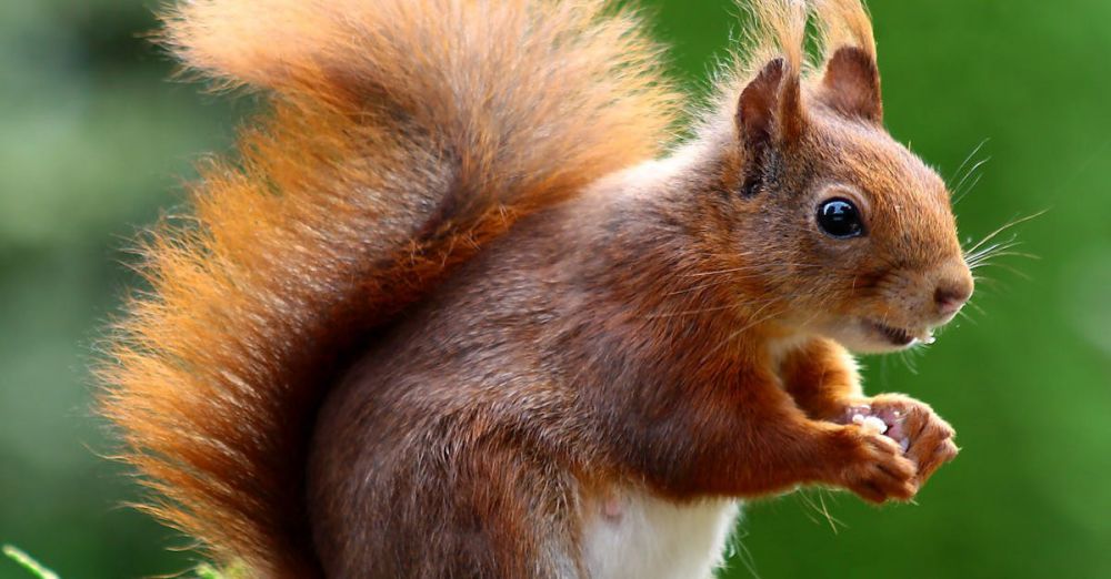 Wildlife - Close-up of a charming red squirrel in natural habitat, showcasing its vibrant fur and curious expression.