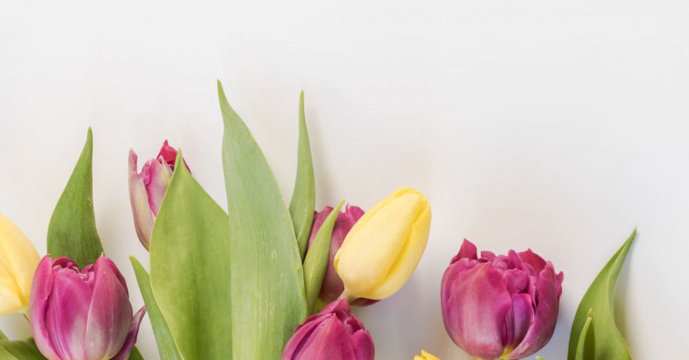 Spring - Bright pink and yellow tulips creating a vivid spring floral arrangement on a neutral background.