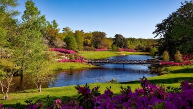 Scenic - A beautiful spring garden landscape featuring vibrant pink flowers, a serene river, and a picturesque bridge.