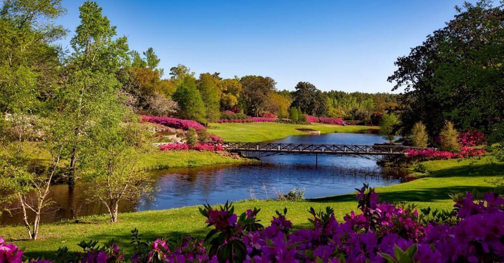 Scenic - A beautiful spring garden landscape featuring vibrant pink flowers, a serene river, and a picturesque bridge.