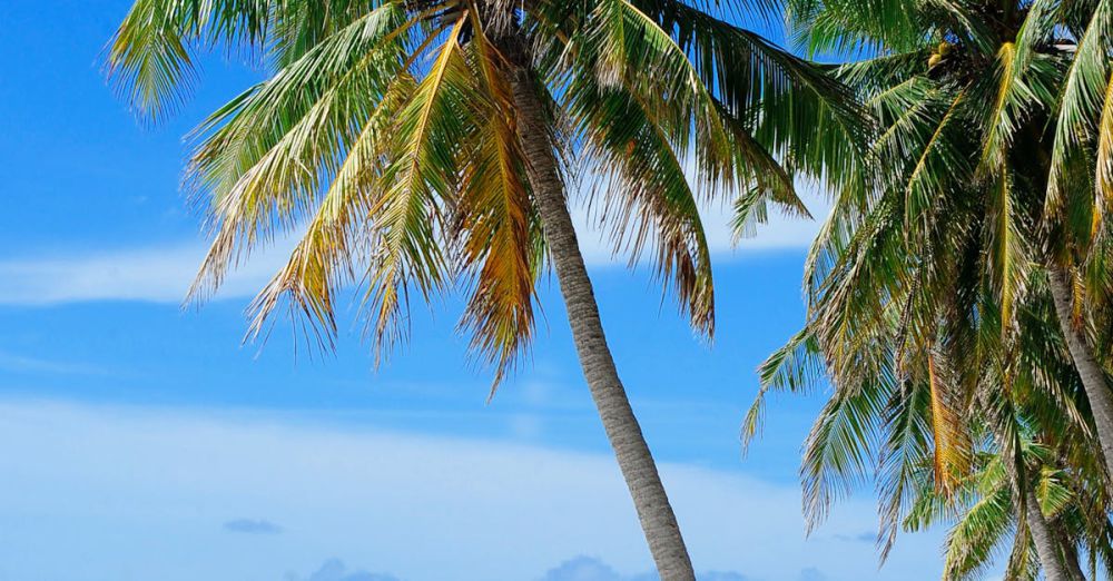 Beaches - Stunning tropical beach with palm trees on Fuvahmulah Island, Maldives, showcasing white sands and blue ocean.