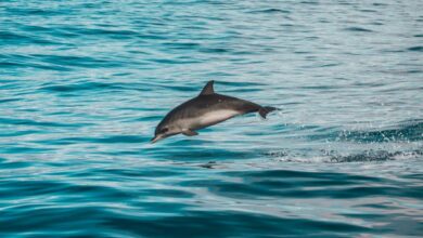 Whale Watching - Dolphin leaping out of the Atlantic Ocean with mountainous background near Tenerife.