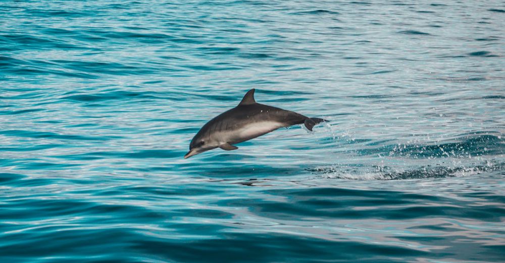 Whale Watching - Dolphin leaping out of the Atlantic Ocean with mountainous background near Tenerife.