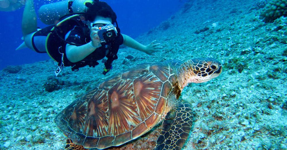 Diving - Scuba diver captures a close-up shot of a sea turtle in its natural habitat.