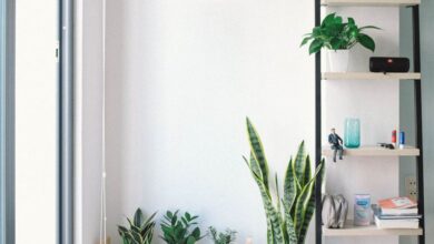 Decorations - Bright, modern interior with minimal decor, featuring lush houseplants, shelving, and natural light.