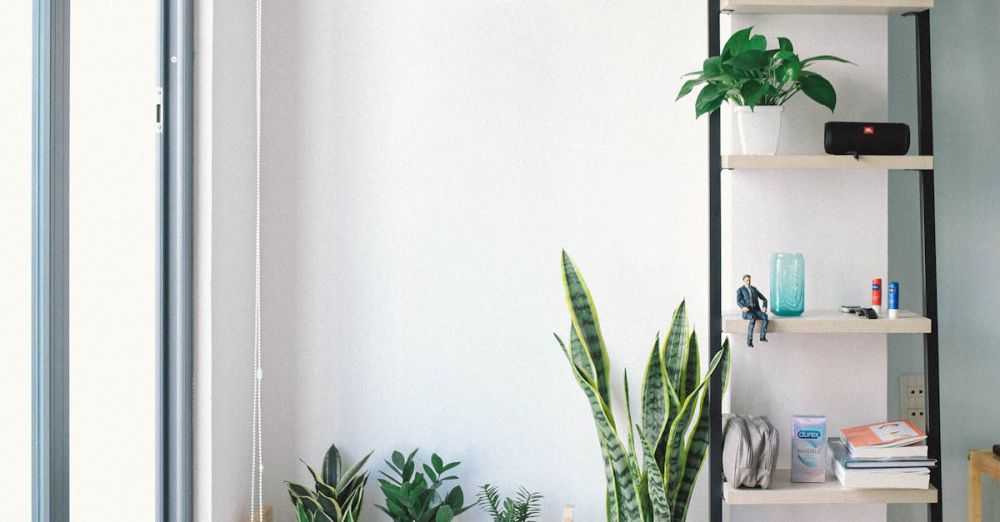 Decorations - Bright, modern interior with minimal decor, featuring lush houseplants, shelving, and natural light.