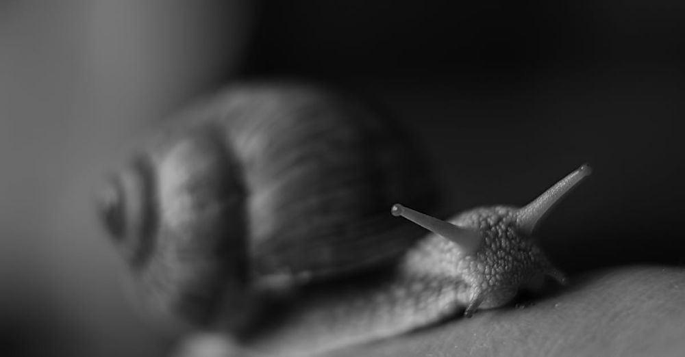 Slow Cooker - Artistic black and white photo of a snail with shell detail, showcasing nature's textures.