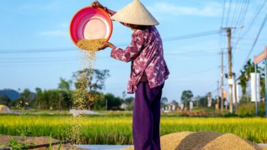 Rice Cookers - Vietnamese farmer in Hội An sifting rice in a field under blue sky.