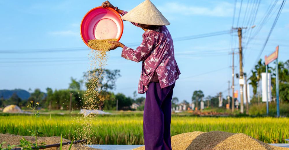 Rice Cookers - Vietnamese farmer in Hội An sifting rice in a field under blue sky.