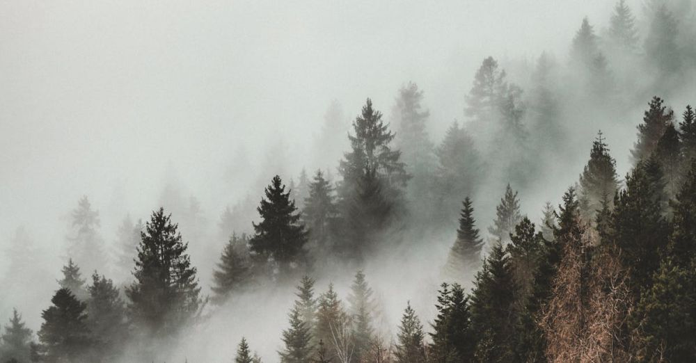 Canopies - Aerial view of a misty evergreen forest enveloped in dense fog, capturing nature's serene beauty.