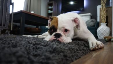 Pet Boxes - Charming bulldog resting on a cozy rug in a stylish living room setting.