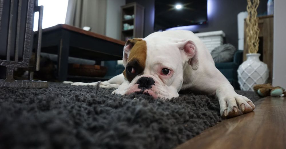 Pet Boxes - Charming bulldog resting on a cozy rug in a stylish living room setting.