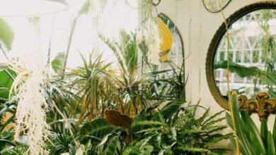 Decorative Mirrors - An elegant indoor garden setup featuring mirrors and diverse potted plants in warm lighting.