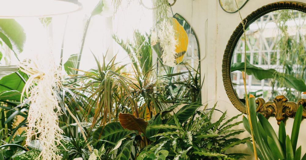 Decorative Mirrors - An elegant indoor garden setup featuring mirrors and diverse potted plants in warm lighting.