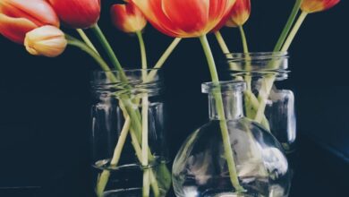 Vases - Striking orange and red tulips arranged beautifully in clear glass vases, set against a dark backdrop.