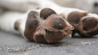 Sleeping Pads - Detailed close-up of a sleeping dog's paws, showcasing texture and fur.