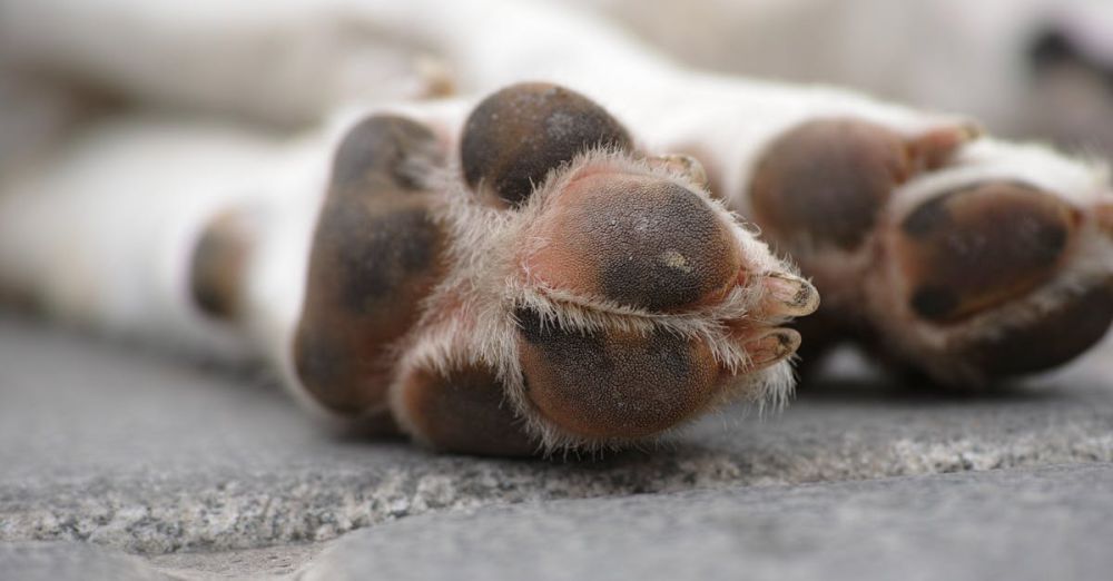 Sleeping Pads - Detailed close-up of a sleeping dog's paws, showcasing texture and fur.