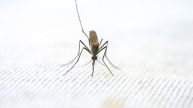 Mosquito Nets - Detailed close-up of a mosquito standing on a textured white surface.