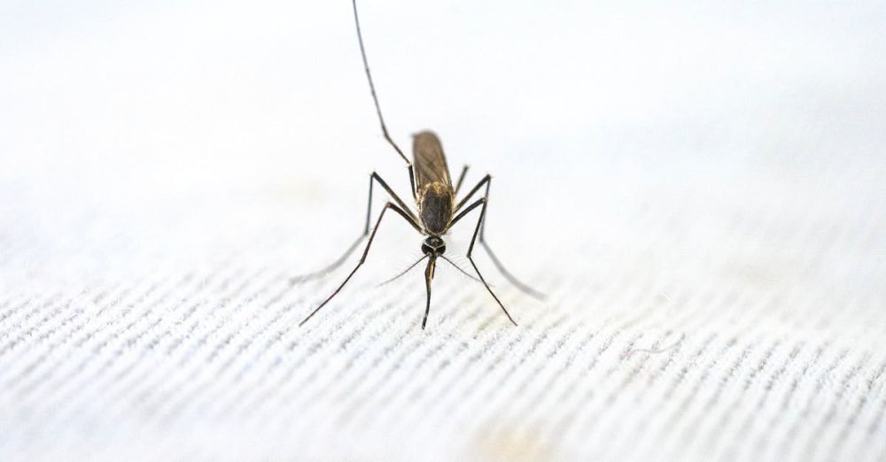 Mosquito Nets - Detailed close-up of a mosquito standing on a textured white surface.