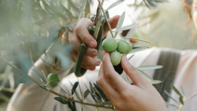 Pruning Shears - A woman harvesting green olives from an olive tree in a sunny orchard.