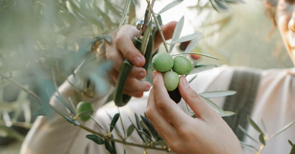 Pruning Shears - A woman harvesting green olives from an olive tree in a sunny orchard.